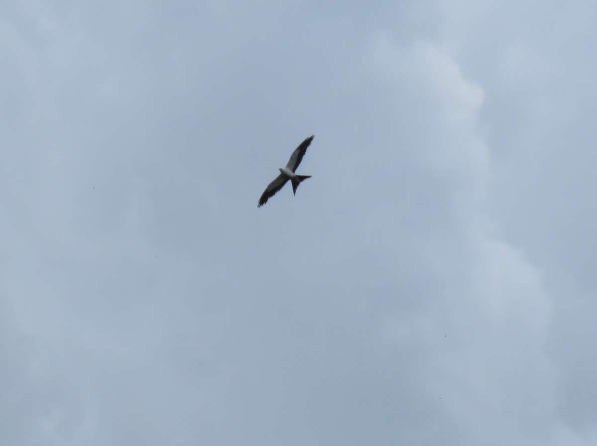 Swallow-tailed Kite - ML242651251