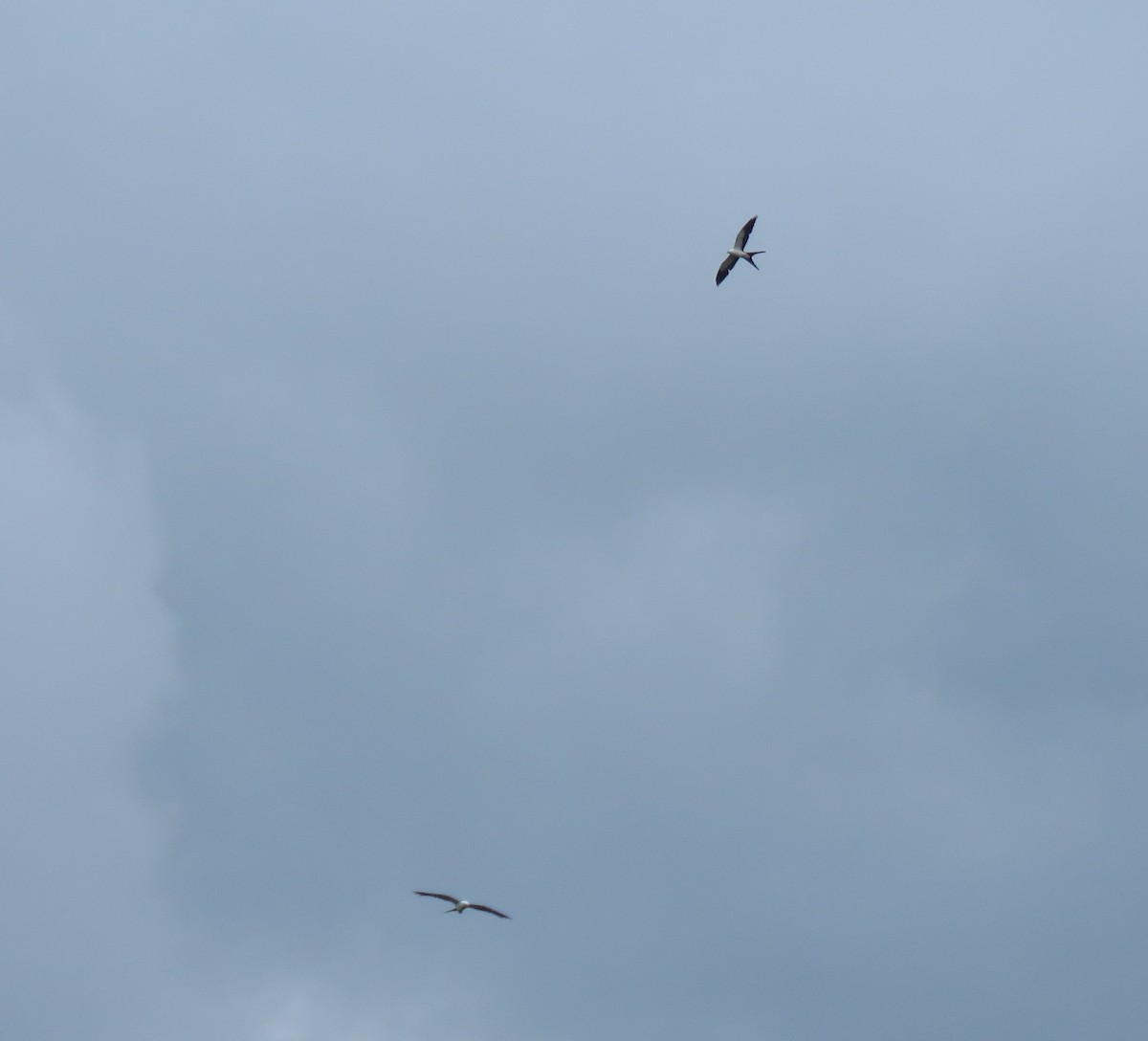 Swallow-tailed Kite - ML242651271