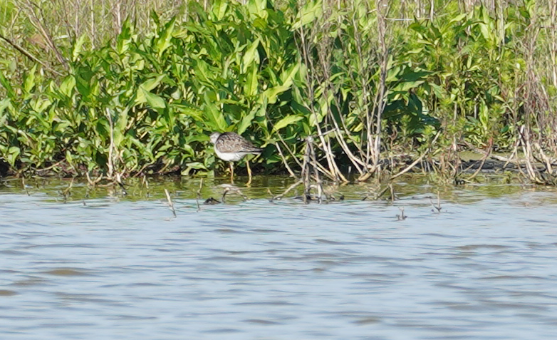 Lesser Yellowlegs - Johnnie Ramos