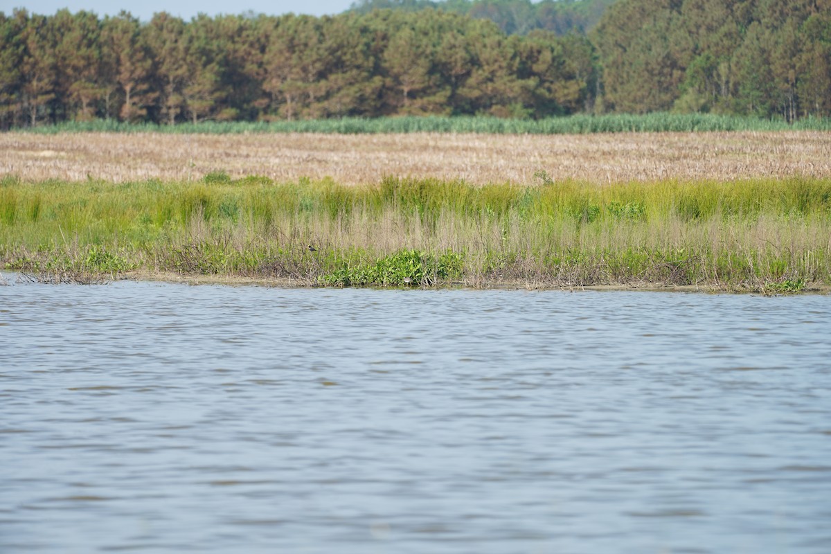 Lesser Yellowlegs - ML242652221