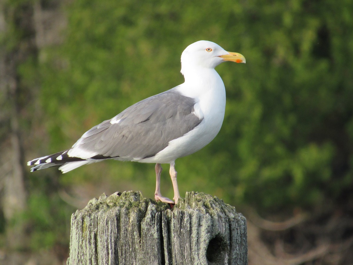 American Herring x Great Black-backed Gull (hybrid) - ML242653631