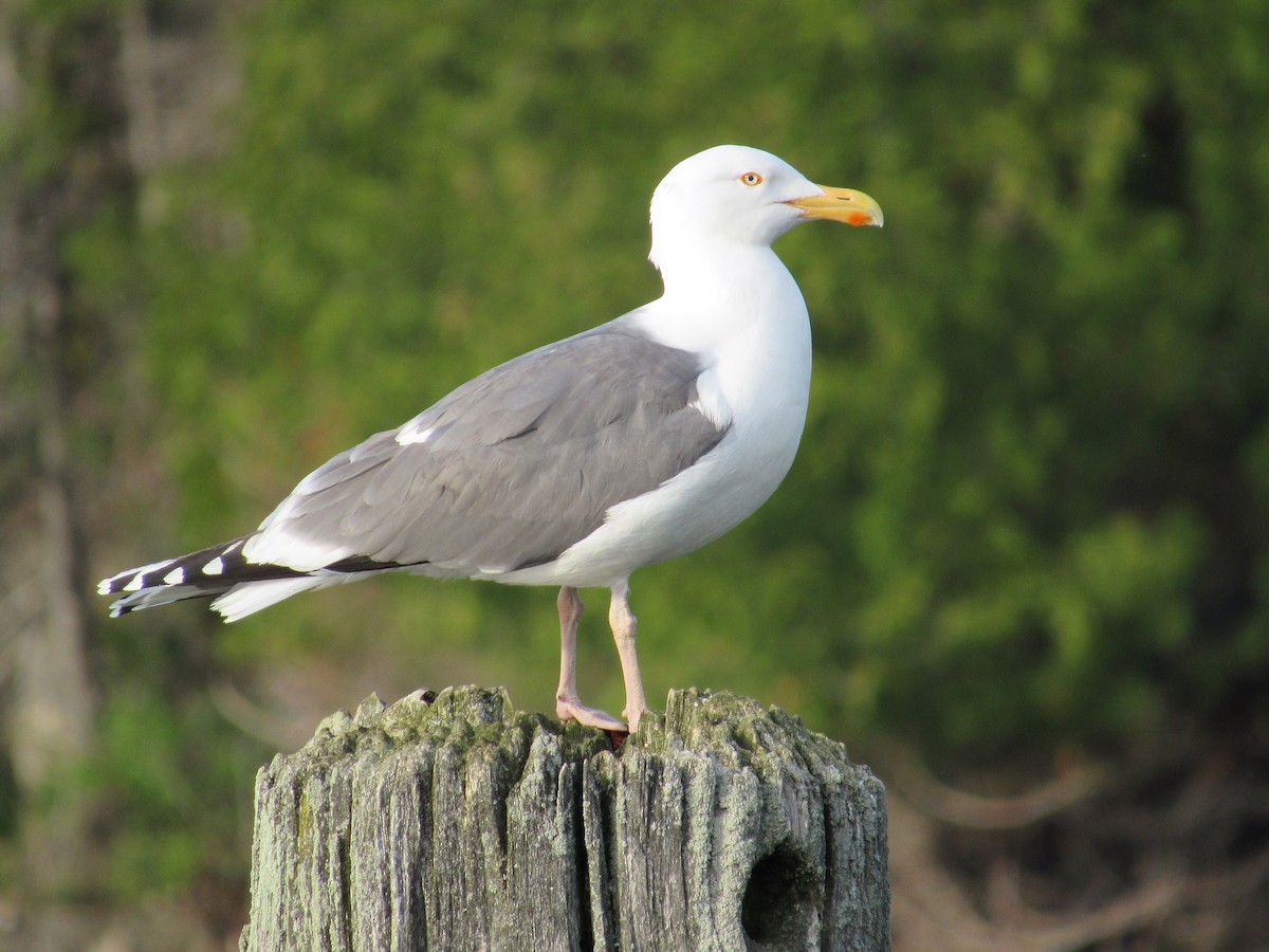 Herring x Great Black-backed Gull (hybrid) - ML242653631