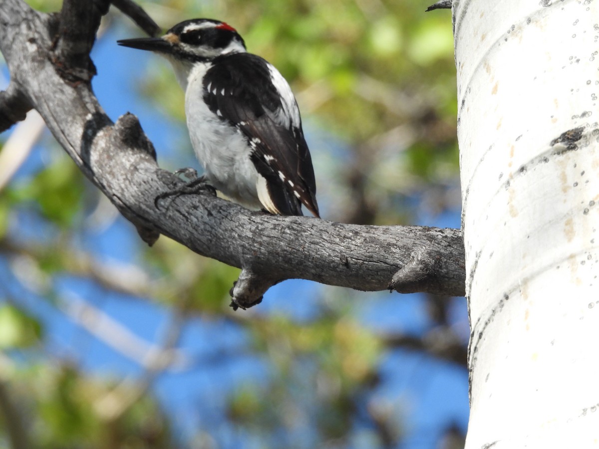 Hairy Woodpecker (Rocky Mts.) - ML242655691