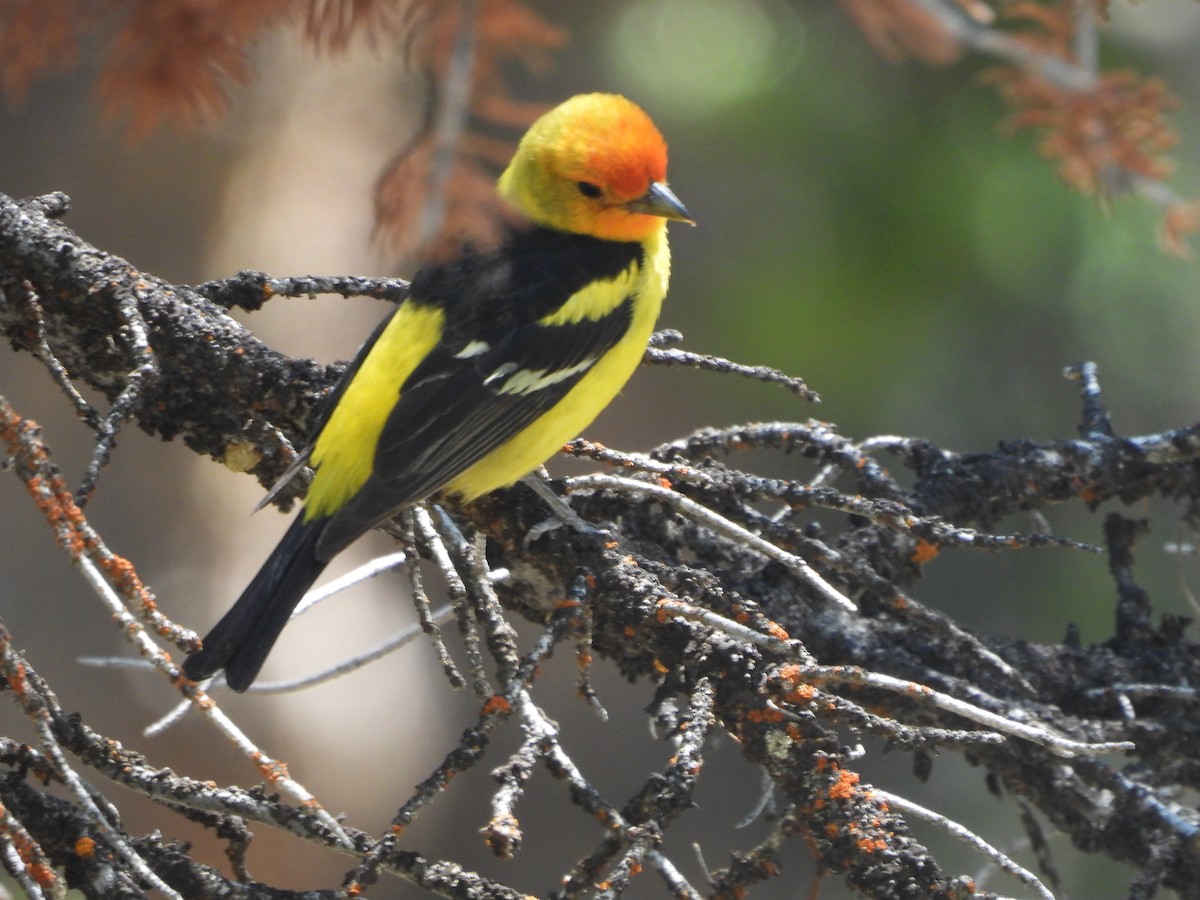 Western Tanager - ML242655831