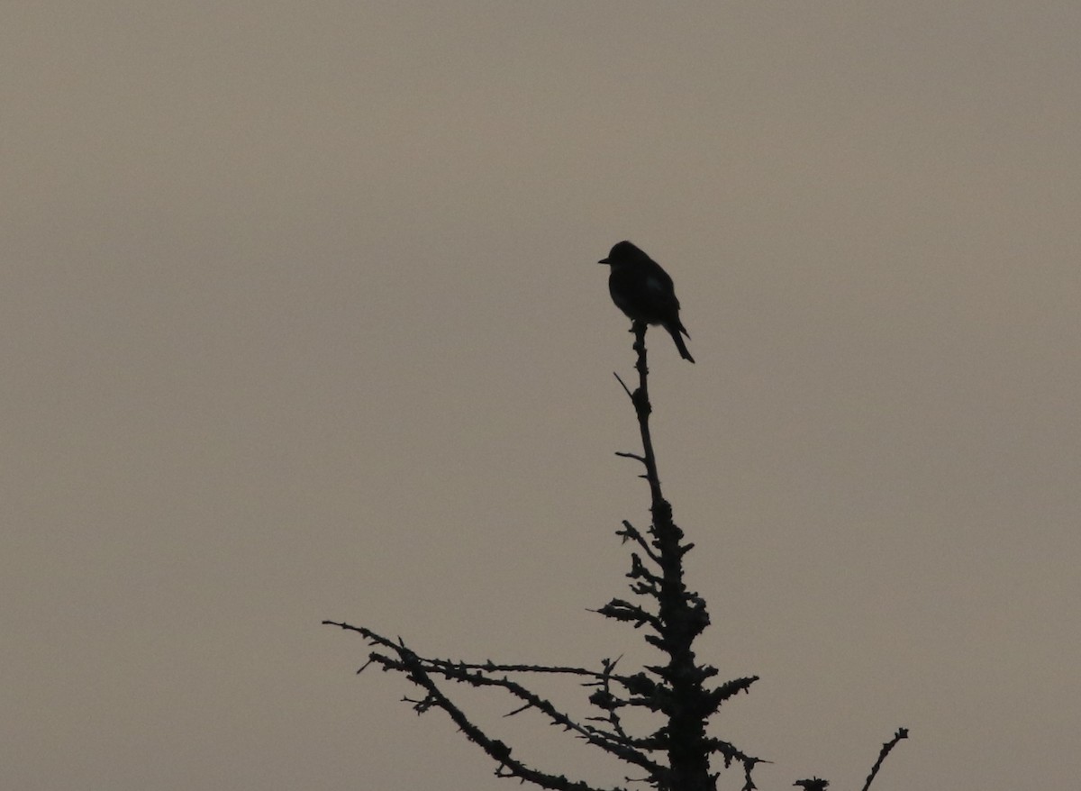 Olive-sided Flycatcher - Denise  McIsaac