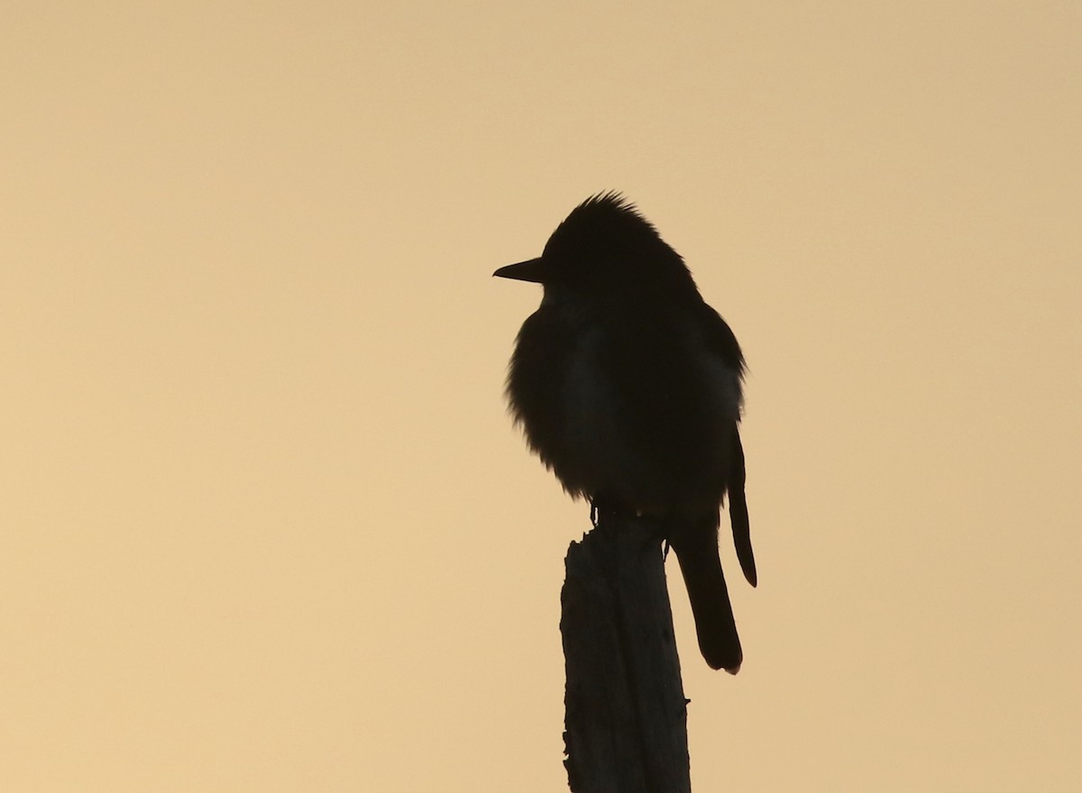 Olive-sided Flycatcher - ML242656011