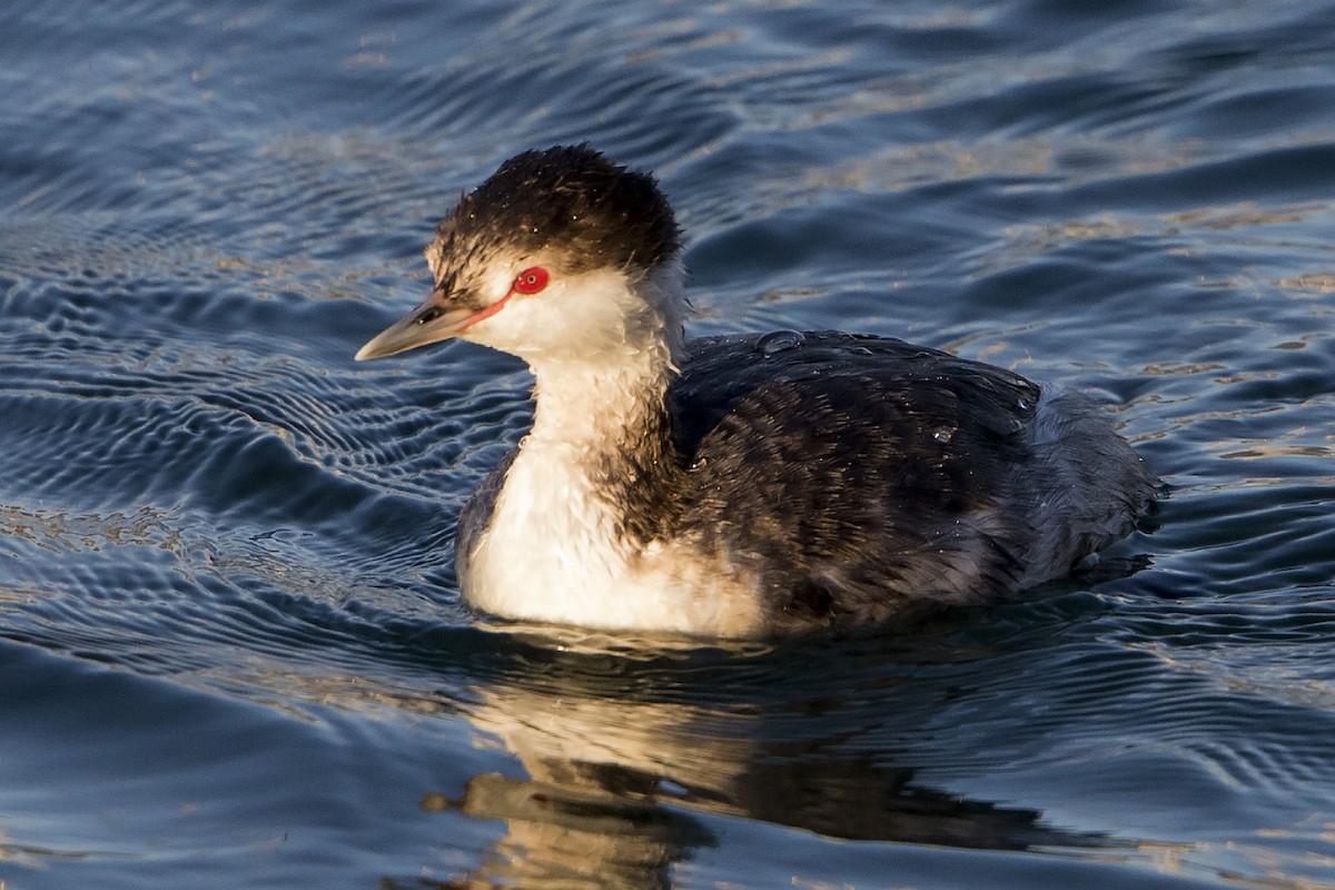 Пірникоза червоношия - ML24265641