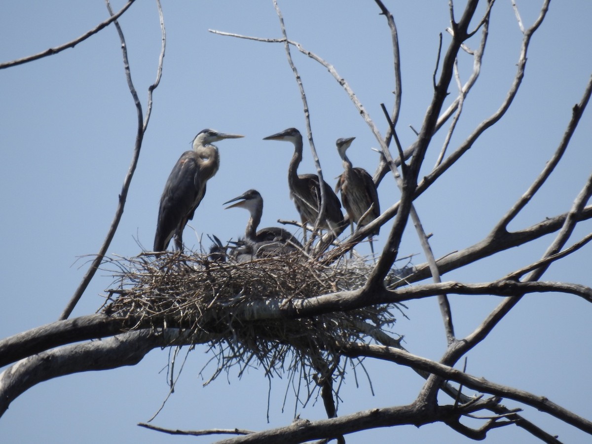 Great Blue Heron - ML242656771