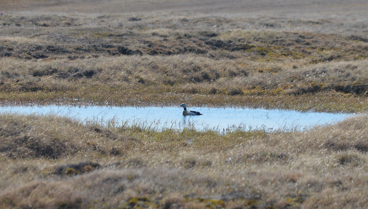 Steller's Eider - Cole Tiemann