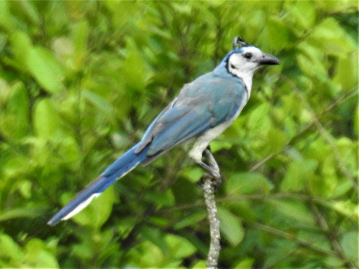 White-throated Magpie-Jay - ML242658831