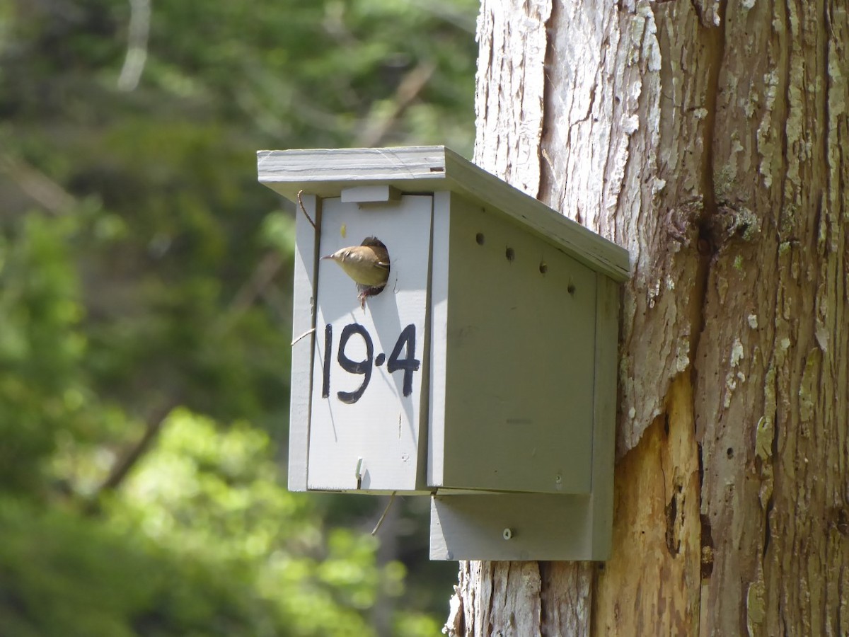 Bewick's Wren - ML242660231