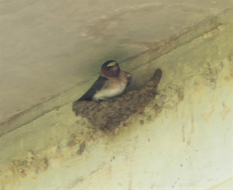 Cliff Swallow - ML242661731