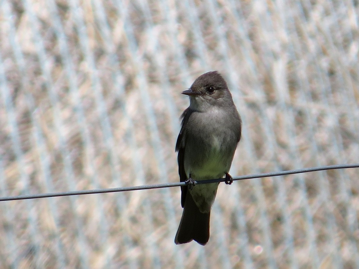 Western Wood-Pewee - Asher  Warkentin