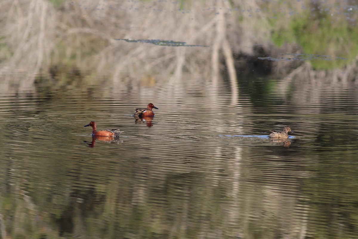 Cinnamon Teal - Paul Fenwick