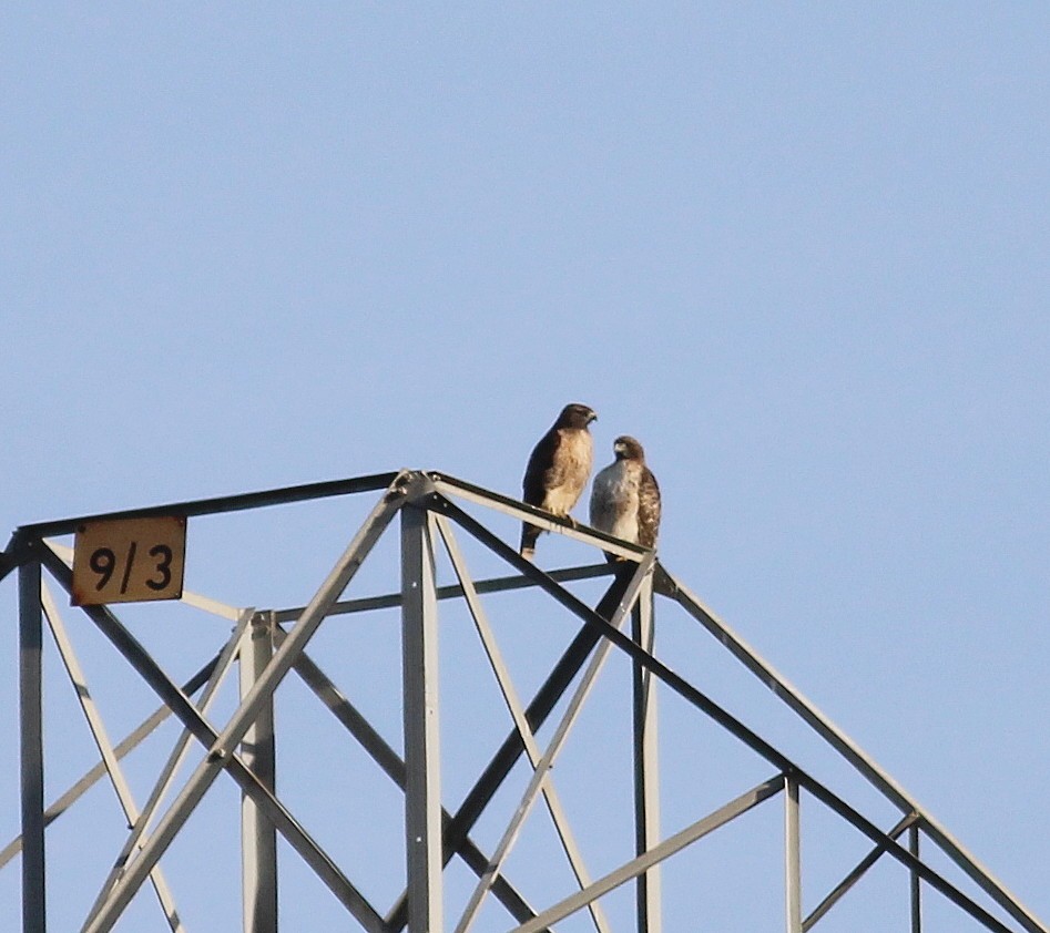 Red-tailed Hawk - ML24266471