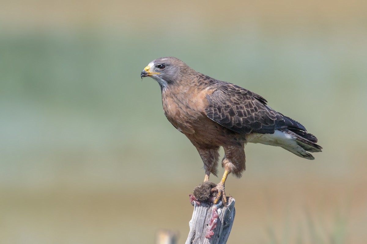 Swainson's Hawk - Bradley Hacker 🦜