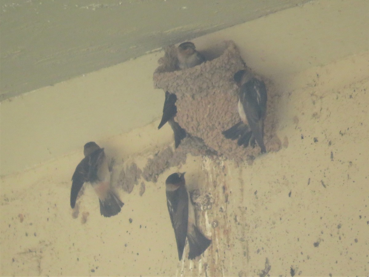 Cliff Swallow - ML242668231