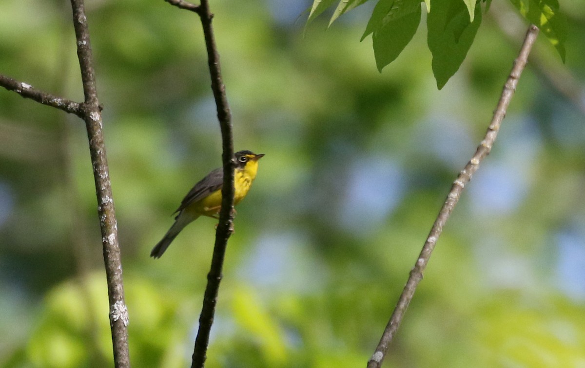 Canada Warbler - Jay McGowan