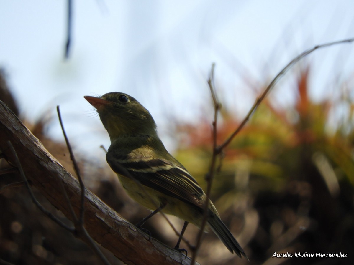 Yellow-bellied Flycatcher - Aurelio Molina Hernández