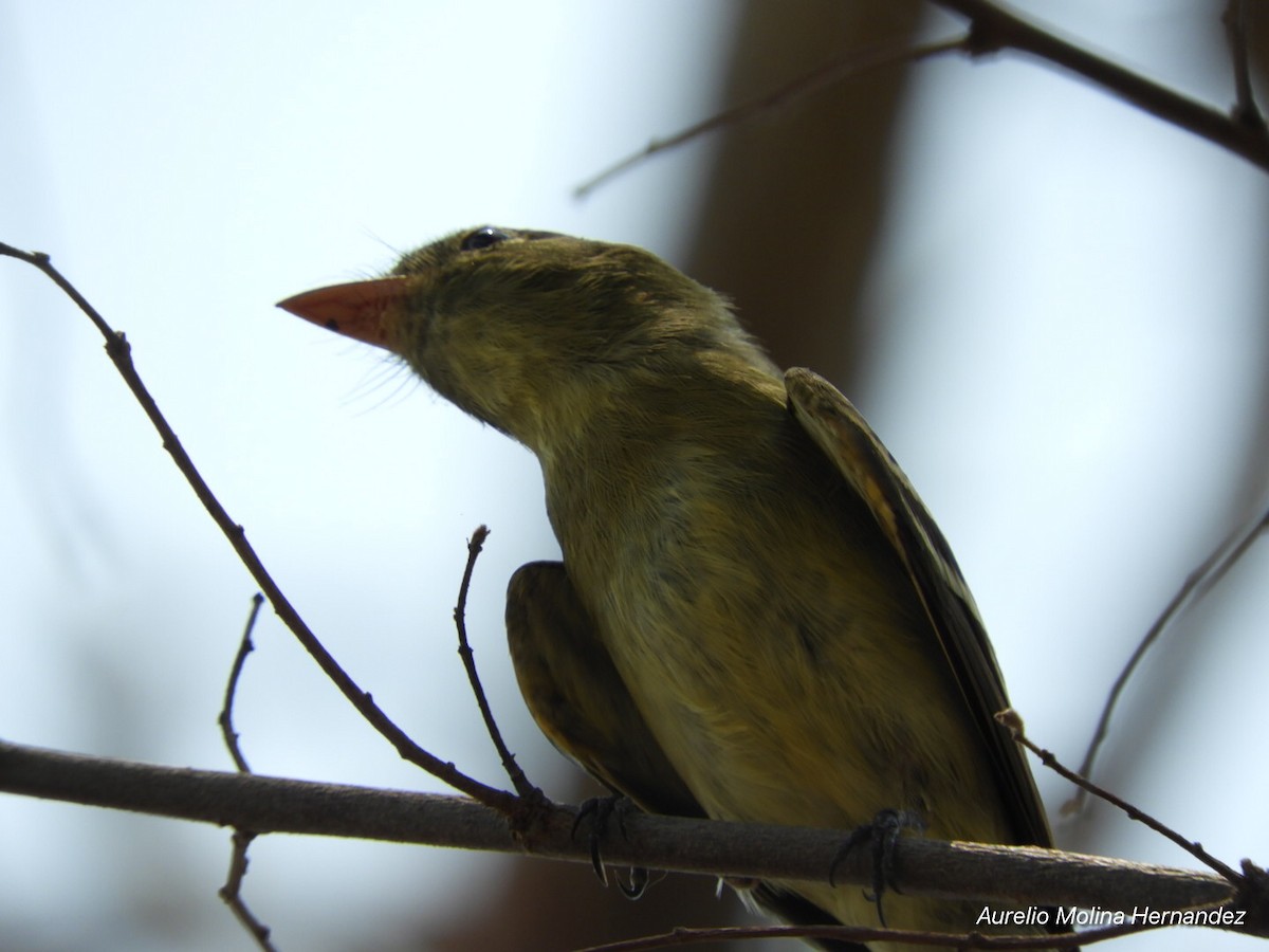 Yellow-bellied Flycatcher - ML242669101