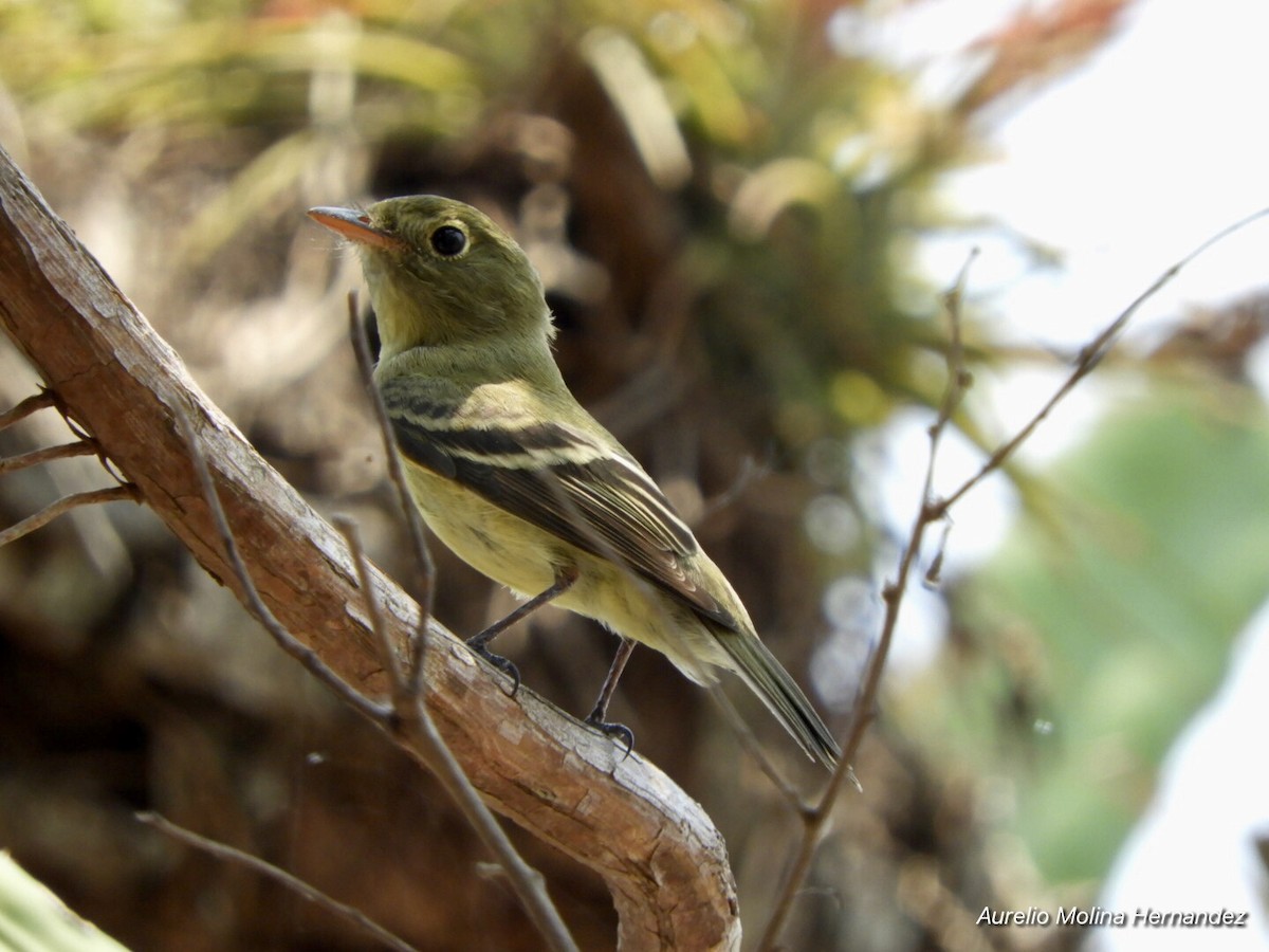 Yellow-bellied Flycatcher - ML242669121