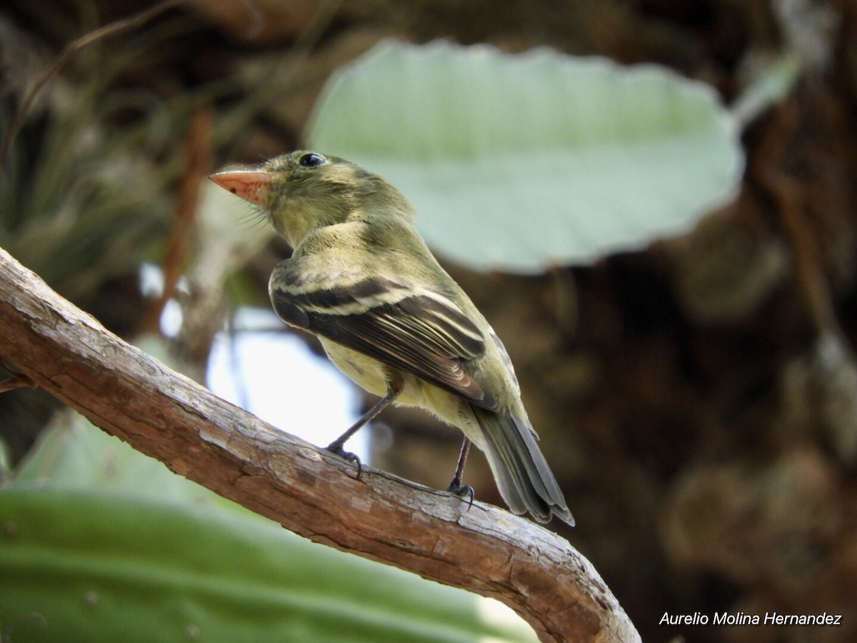 Yellow-bellied Flycatcher - ML242669151