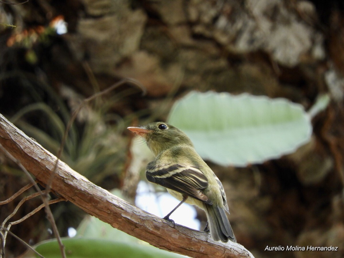 Yellow-bellied Flycatcher - ML242669171