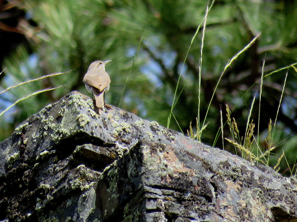 Rock Wren - ML242669191