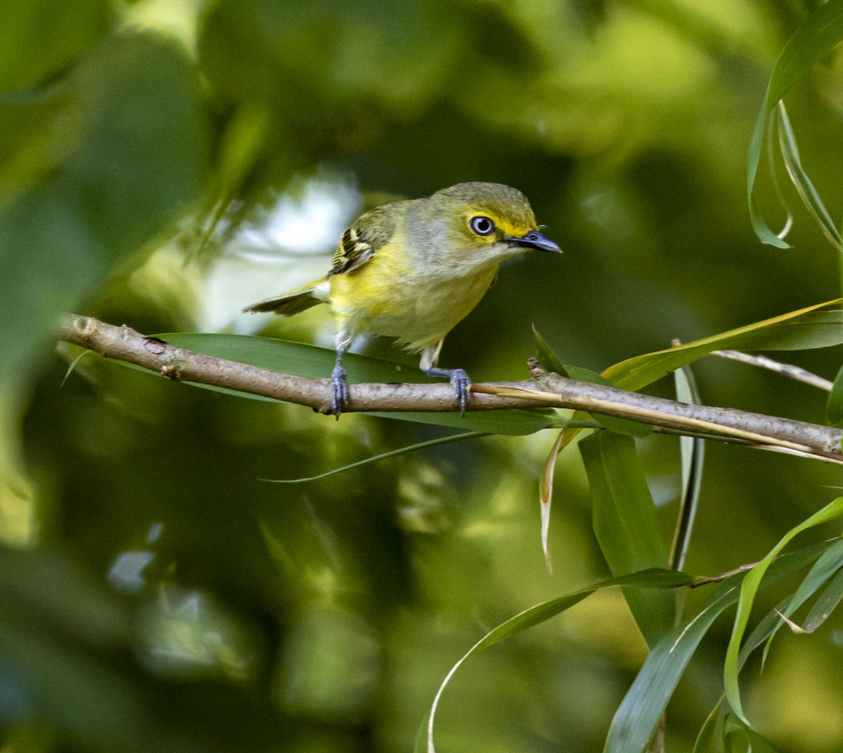 Ak Gözlü Vireo - ML242669291