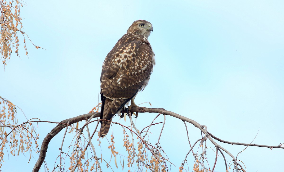 Rotschwanzbussard (calurus/alascensis) - ML242670201