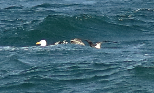 Cory's Shearwater - ML242670501