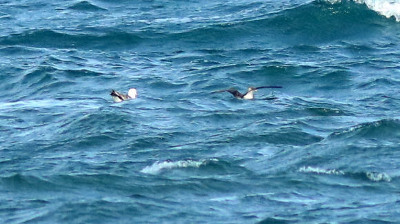 Cory's Shearwater - ML242670511