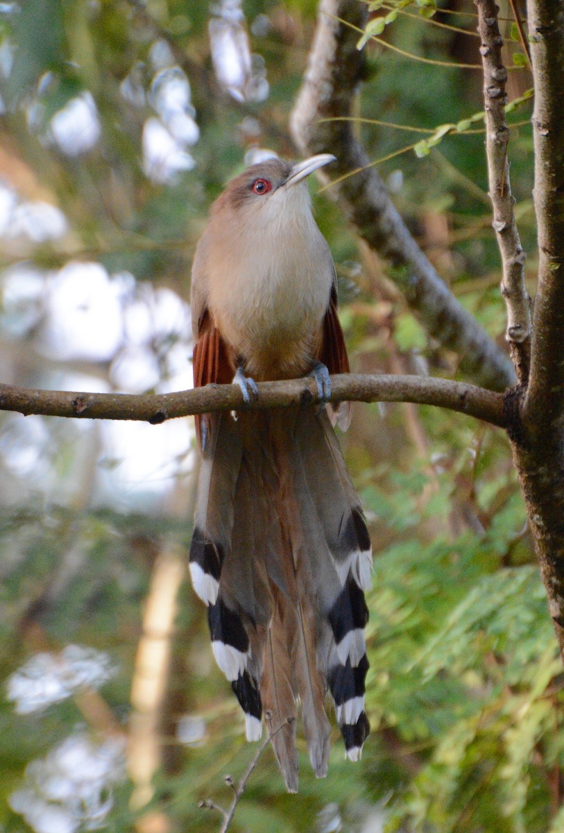 Great Lizard-Cuckoo - Aaron Marshall