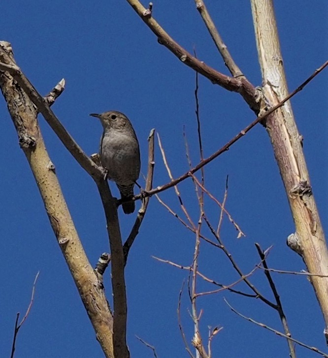 House Wren - David Sexton