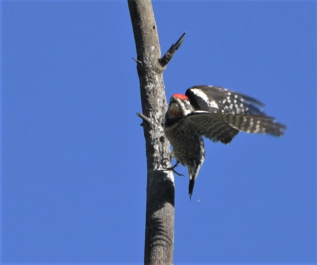 Red-naped Sapsucker - ML242672951