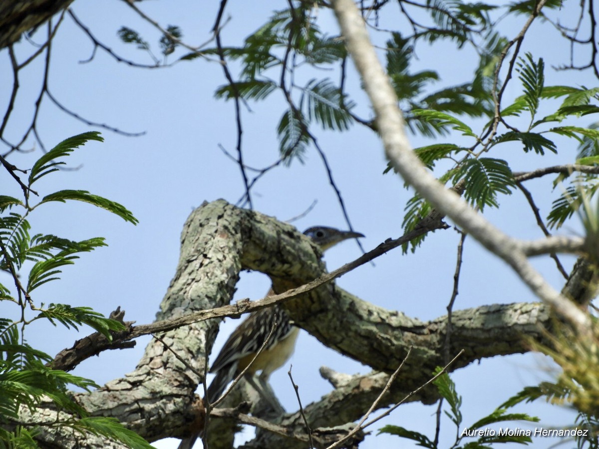 Lesser Roadrunner - ML242674381