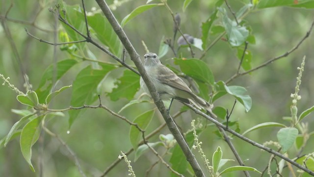 Mouse-colored Tyrannulet (Northern) - ML242674521
