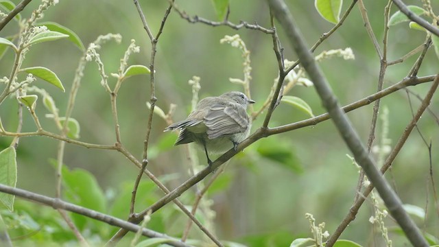 Mouse-colored Tyrannulet (Northern) - ML242675131