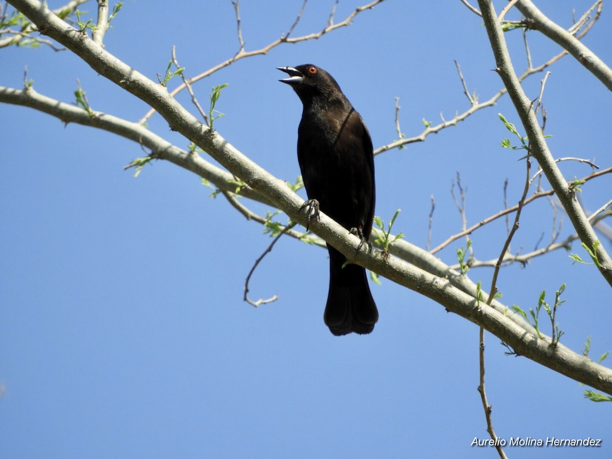 Bronzed Cowbird - Aurelio Molina Hernández