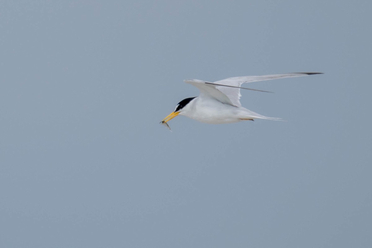 Least Tern - Amiel Hopkins