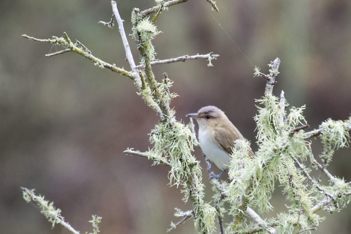 Red-eyed Vireo - ML242678901