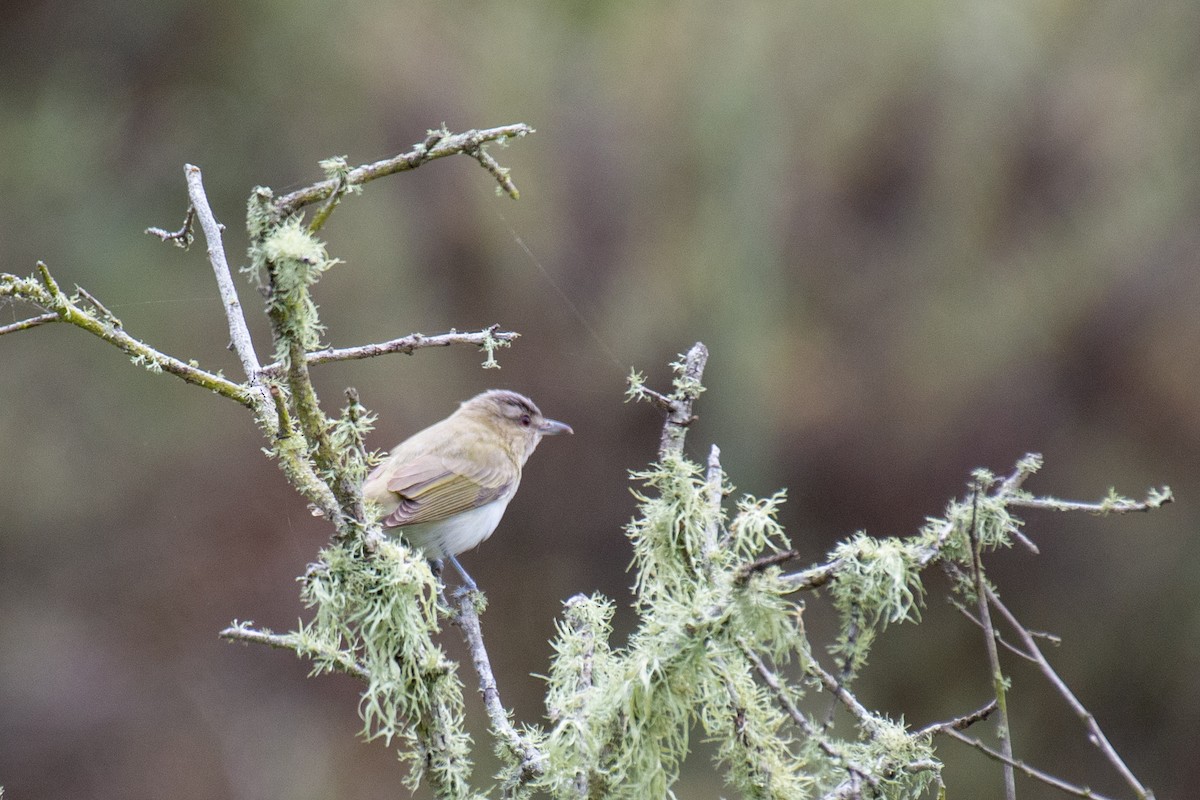 Red-eyed Vireo - ML242678951