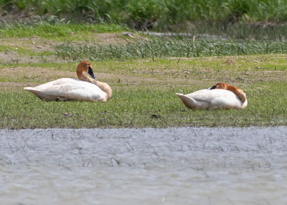 Trumpeter Swan - Luc Tremblay