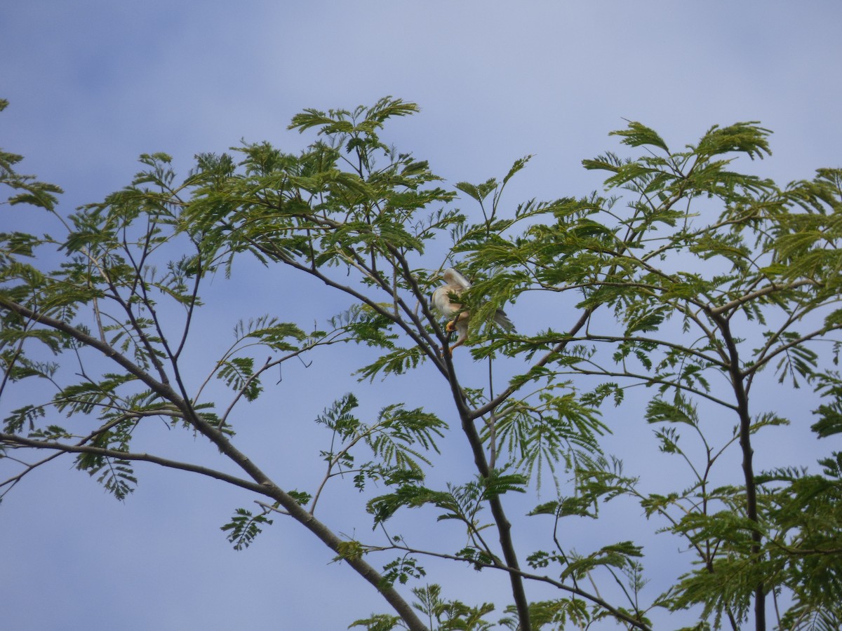 luněc drobný - ML242679461