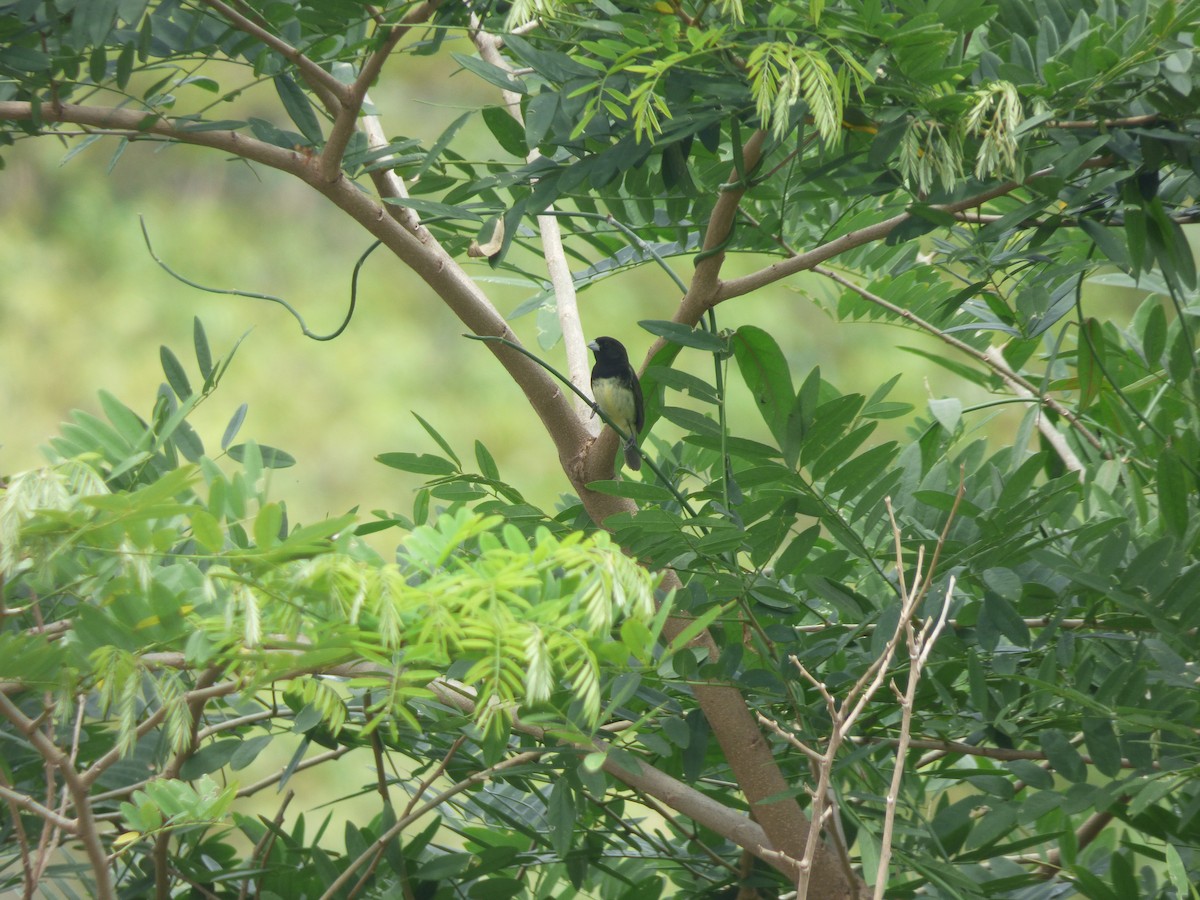 Yellow-bellied Seedeater - ML242679651