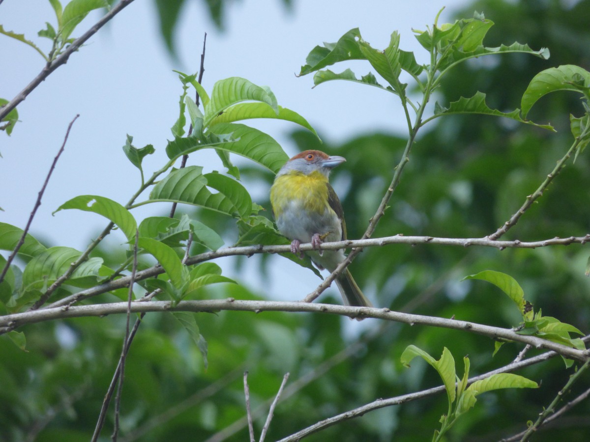 Rufous-browed Peppershrike - ML242680501