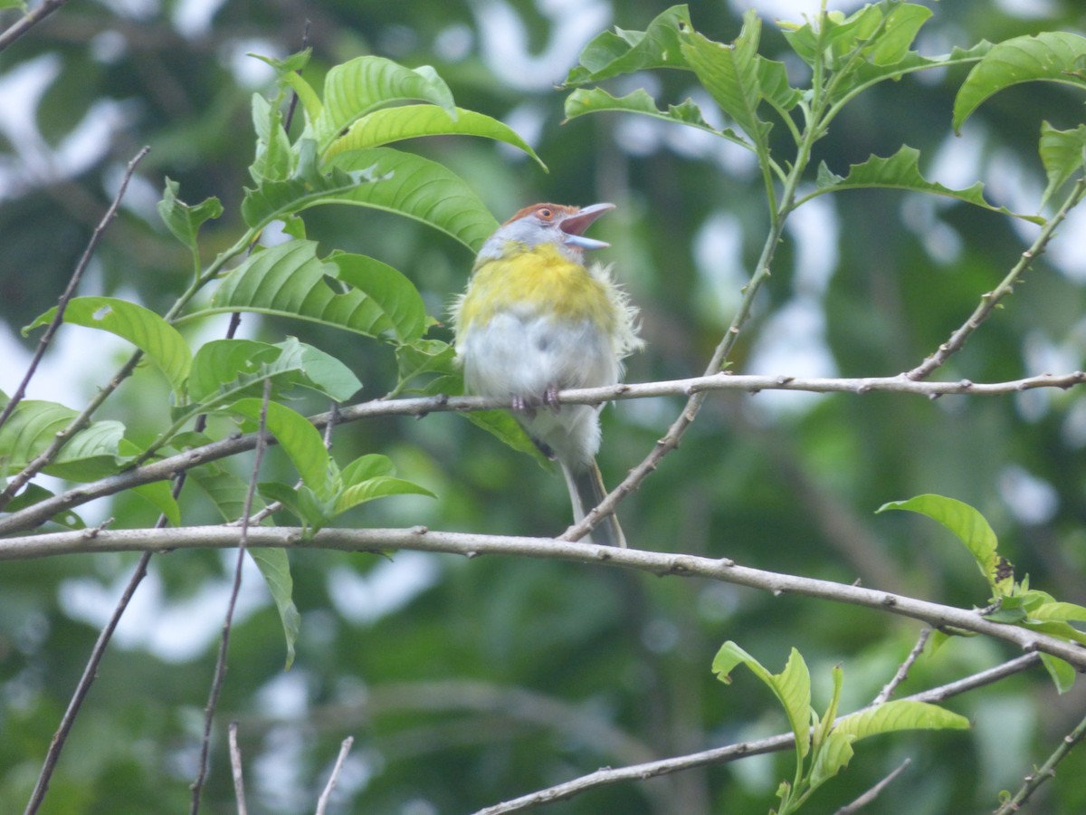 Rufous-browed Peppershrike - ML242680511