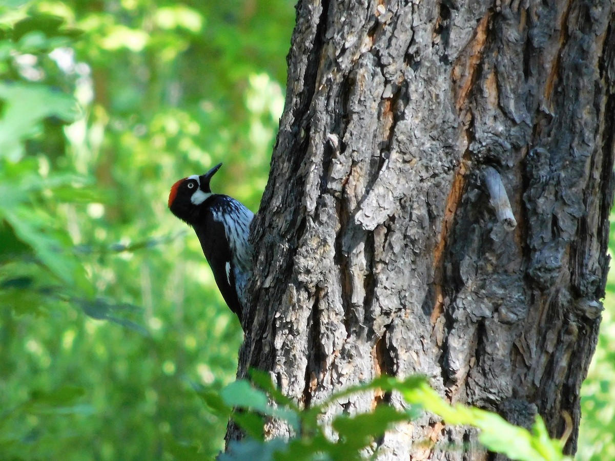 Acorn Woodpecker - ML242681681