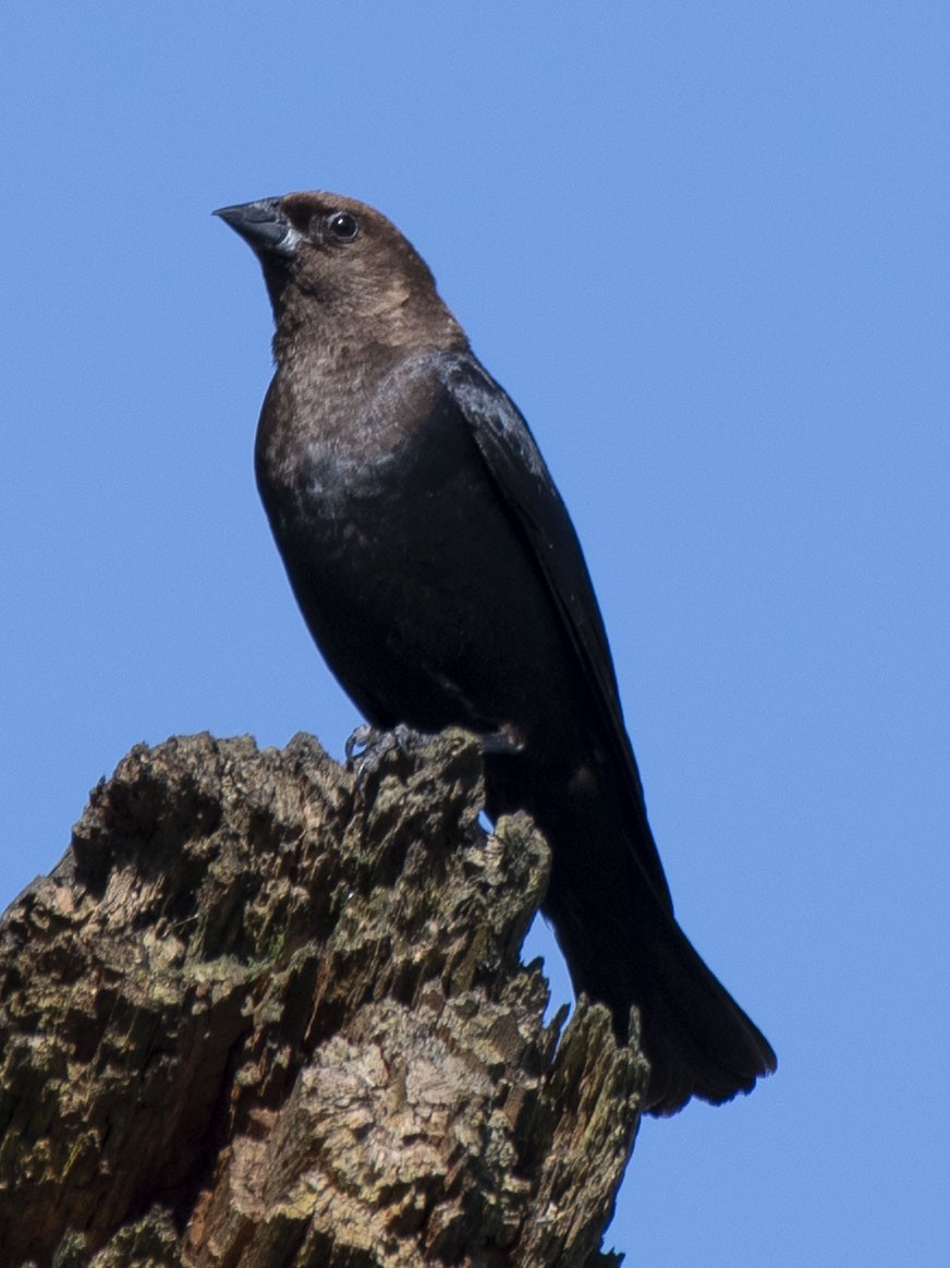 Brown-headed Cowbird - ML242682601