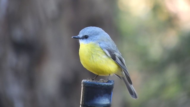 Eastern Yellow Robin - ML242683981